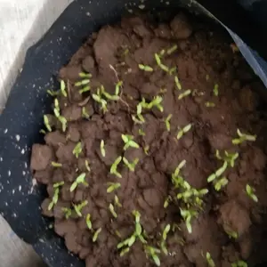 Bibit Sayuran Unggul Termurah Berkualitas Super Benih Tanaman Sayur Hidroponik Murah Seribuan Kangkung Sawi Selada Cabe Rawit Terong Tomat Bayam Timun Bawang dll