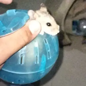 PetLucky Hamster Jogging Ball Bola Lari Anti Kabur Transparan Olahraga Hewan Peliharaan Bisa Instant