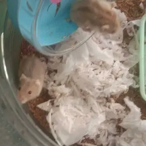 Kincir Hamster Silent Wheel Tebal | Tidak Berisik | Kuat & Mudah Dibersihkan