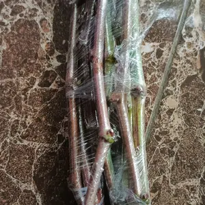 ENTRES Sambungan Anggur Import ter baru Redy Waterfall Dobosky Red Novo Neheleschol Gladiator Lilac queen ninna jepang