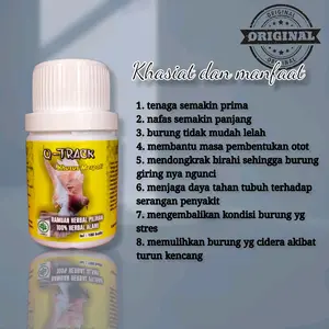 JAMU MERPATI KOLONG DAN TINGGIAN QTRACK ISI 100 BUTIR