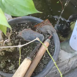 Paket alat berkebun 3 Pcs cangkul Mini garuk 3 Gigi gagang kayu kored Rumput lokal Kwalitas Import