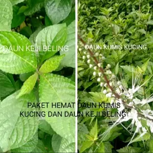 paket hemat daun keji beling dan daun kumis kucing isi 200 gram